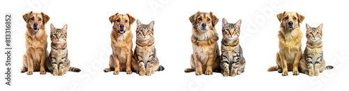cat and dog sitting next to each other isolated on transparent background, element remove background, element for design © minhnhat