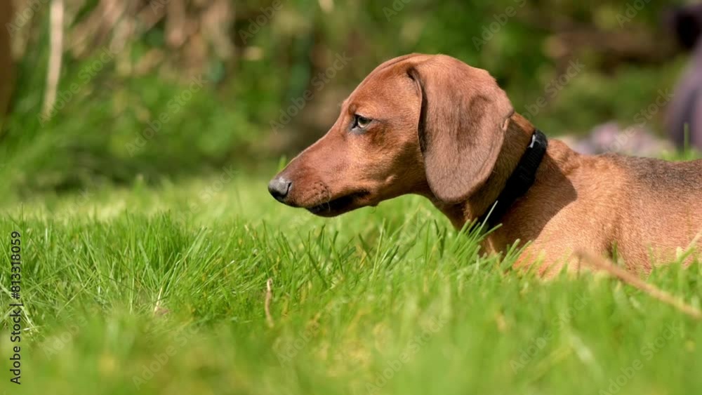 dachshund lying in vibrant green grass its gaze focused and alert dog against soft, blurred background accentuate the serene outdoor setting, perfect for themes of pet care, nature, and tranquility dachshund lying in vibrant green grass its gaze focused and alert dog against soft, blurred background accentuate the serene outdoor setting, perfect for themes of pet care, nature, and tranquility