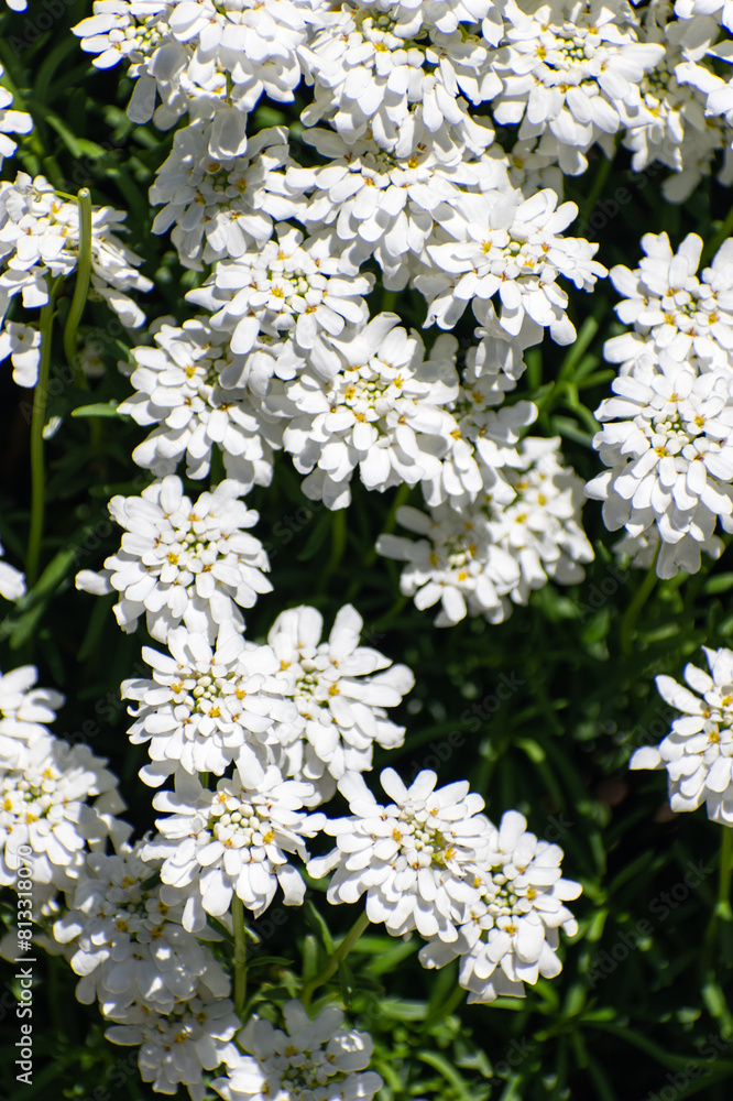 Iberis Candytuft white flowers Iberis Candytuft white flowers