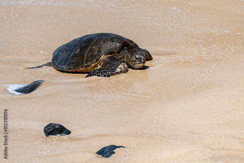 Portrait of a green sea turtle with it’s mouth open and the water recedes from around it on a smooth golden sand beach, Hookipa Beach, Maui, Hawaii 