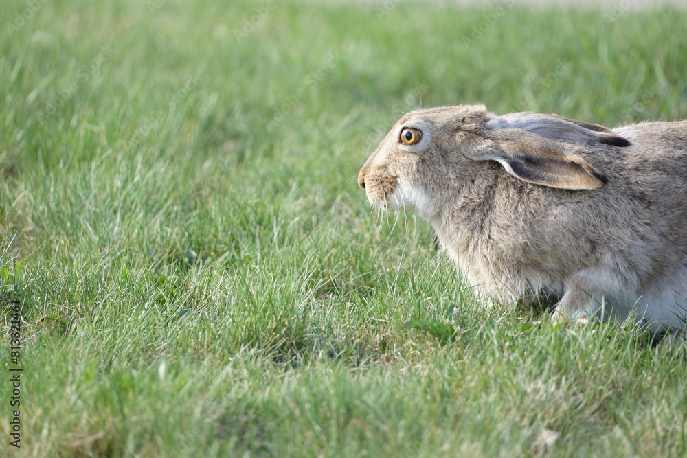 Fototapeta premium Bunny looking forward on green grassy field, brown eyes light up by sun, macro, detailed