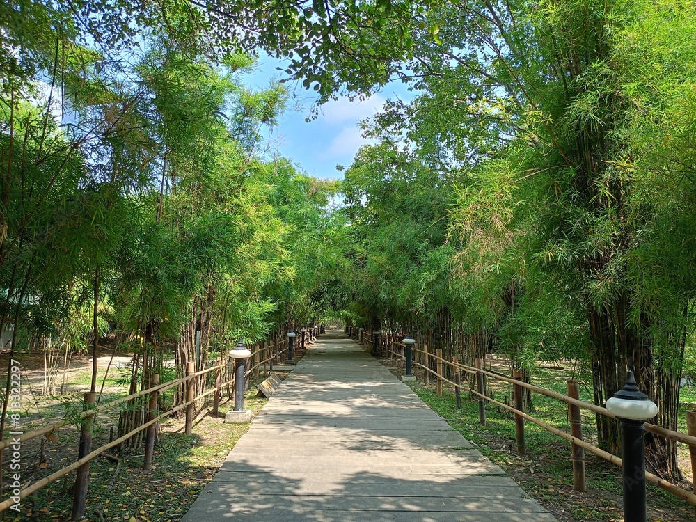 walkway and green trees beauty nature in garden Thailand walkway and green trees beauty nature in garden Thailand