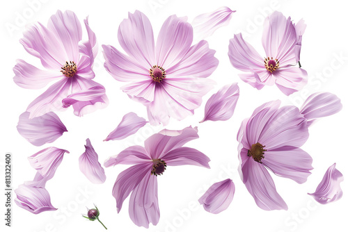 Pink Flowers Isolated on transparent Background with Daisy and Chrysanthemum Blossoms in Full Bloom