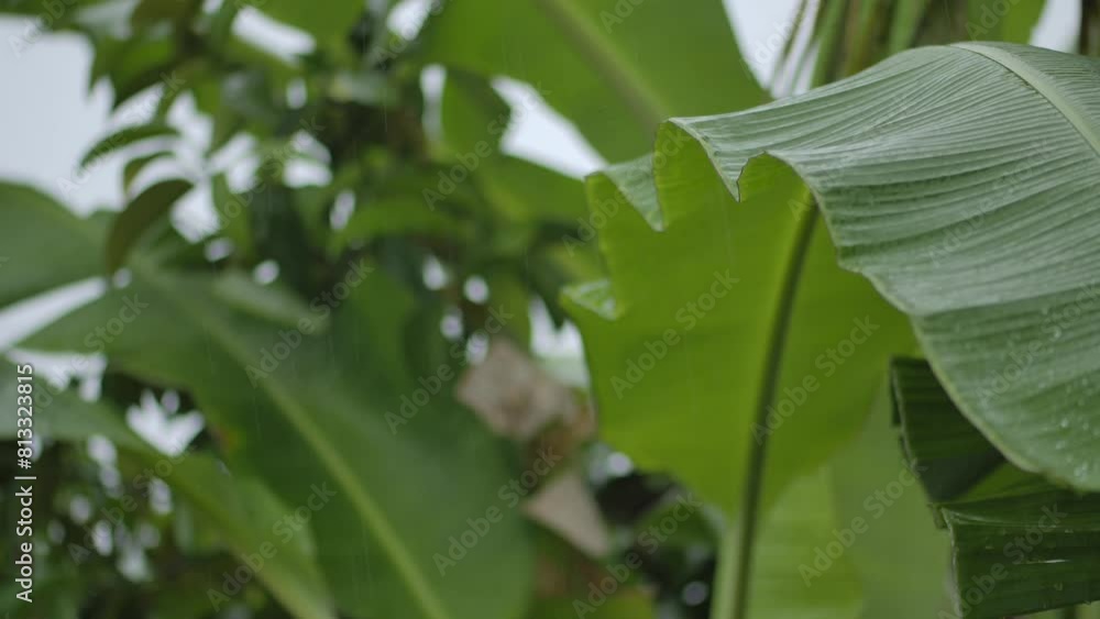 Closeup of a flowering plant with green leaves Closeup of a flowering plant with green leaves
