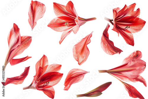 A set of red and yellow leaves isolated on a transparent background