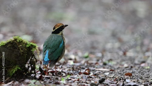 The fairy pitta (Pitta nympha) is a small and brightly colored species of passerine bird in the family Pittidae. photo