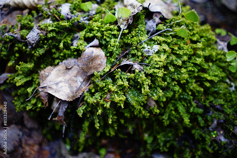A rare species of moss Plagiochila Porelloides found in the marshes of Lake Ladoga in Russia