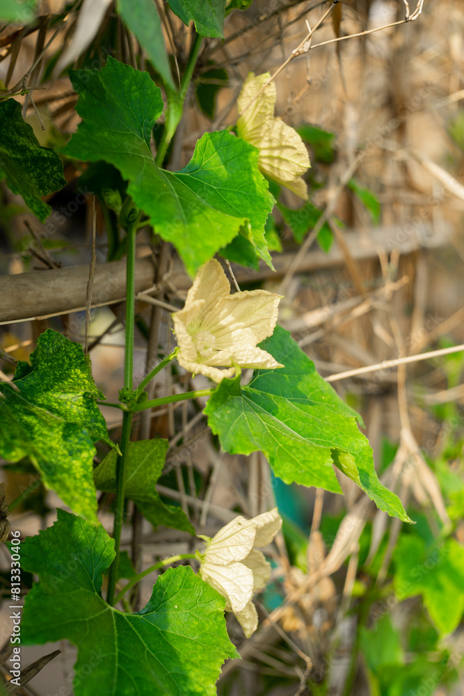 Obraz premium Old Benincasa hispida can be up to 2m long, cylindrical in shape, with many flat seeds inside. Benincasa hispida