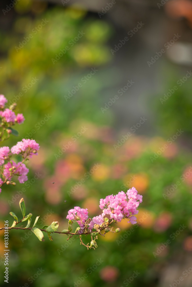 The Lagerstroemia indica must have hot summers in order to flower successfully, otherwise Lagerstroemia indica will show weak bloom and Lagerstroemia indica is more vulnerable The Lagerstroemia indica must have hot summers in order to flower successfully, otherwise Lagerstroemia indica will show weak bloom and Lagerstroemia indica is more vulnerable