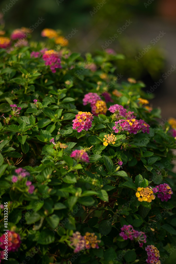 the Lantana camara grows wild and grows to the extent that the government here has to order all of these Lantana camara to be destroyed, the Lantana camara grows wild and grows to the extent that the government here has to order all of these Lantana camara to be destroyed,