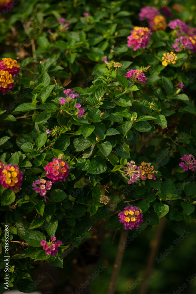 the Lantana camara grows wild and grows to the extent that the government here has to order all of these Lantana camara to be destroyed, the Lantana camara grows wild and grows to the extent that the government here has to order all of these Lantana camara to be destroyed,