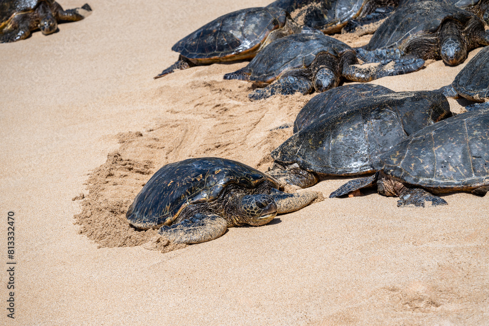 Closeup of a large group of green sea turtles, a flotilla, on a gold sand beach, Hookipa Beach, Maui, Hawaii

