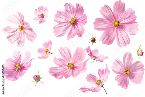 Wallpaper Mural Vibrant Pink Floral Blossom in Summer Garden Torontodigital.ca