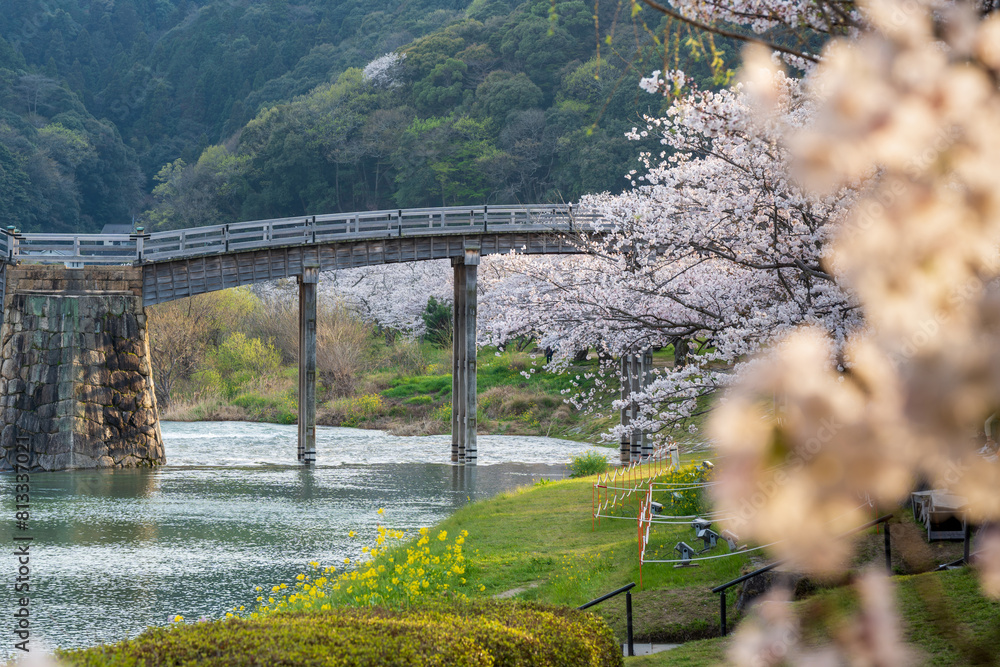 Fototapeta premium Kintai Bridge Sakura festival. Cherry blossoms along the Nishiki River bank. Iwakuni, Yamaguchi Prefecture, Japan.