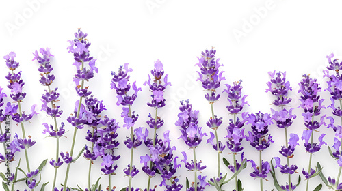 Lavender Isolated on White Background  Aromatic Purple Flowers for Relaxation and Aromatherapy  Natural Scents and Floral Beauty  Generative Ai  
