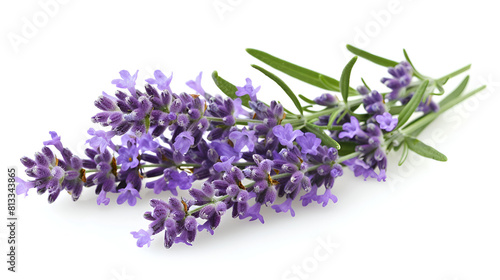 Lavender Isolated on White Background  Aromatic Purple Flowers for Relaxation and Aromatherapy  Natural Scents and Floral Beauty  Generative Ai  