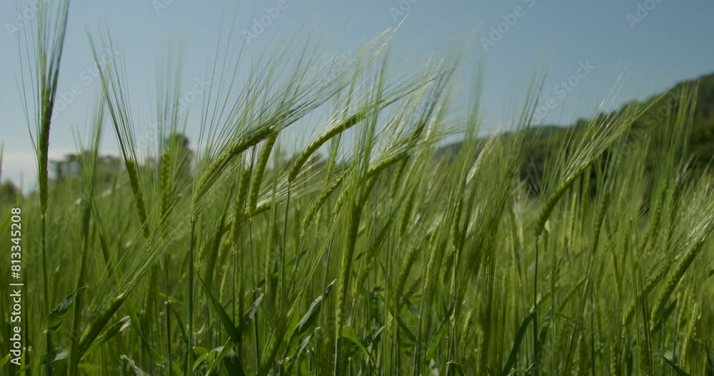 Beautiful green barley field closeup in gentle wind. Selective focus used. Beautiful green barley field closeup in gentle wind. Selective focus used.