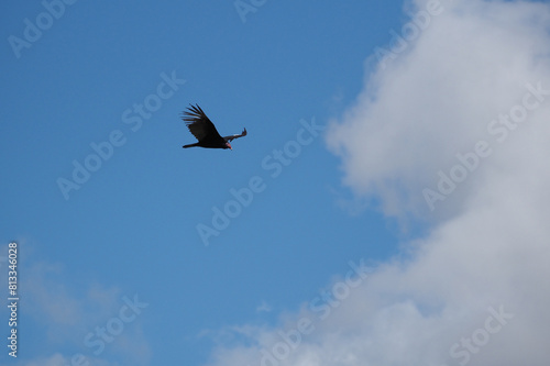 Bird flying through through clouds in blue sky. © Andrei
