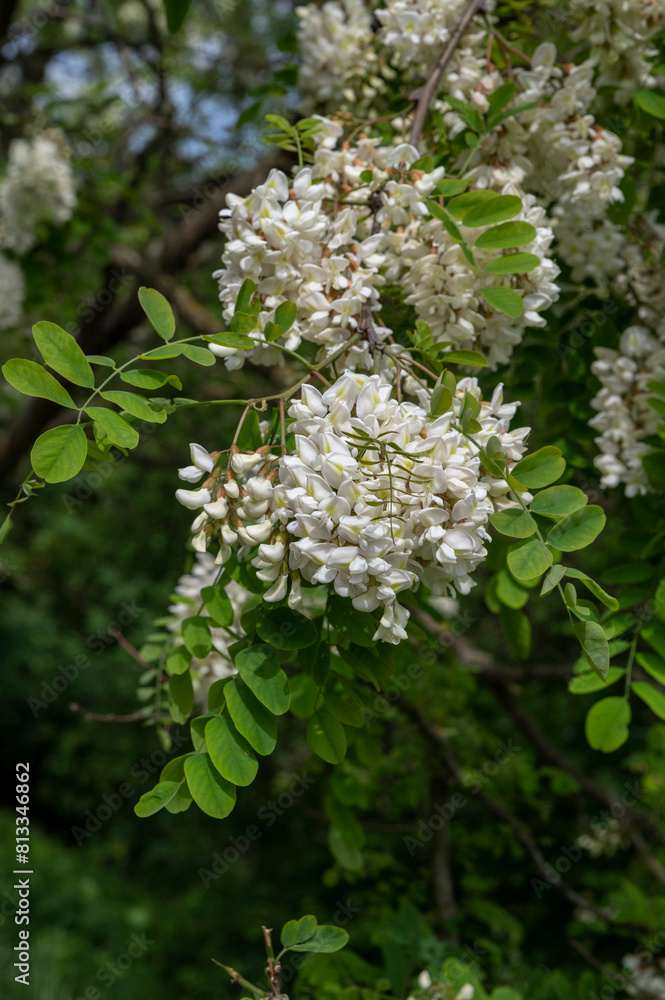 The white flowers of Robinia pseudoacacia. Black Locust False Acacia blooming in the spring. The white flowers of Robinia pseudoacacia. Black Locust False Acacia blooming in the spring.