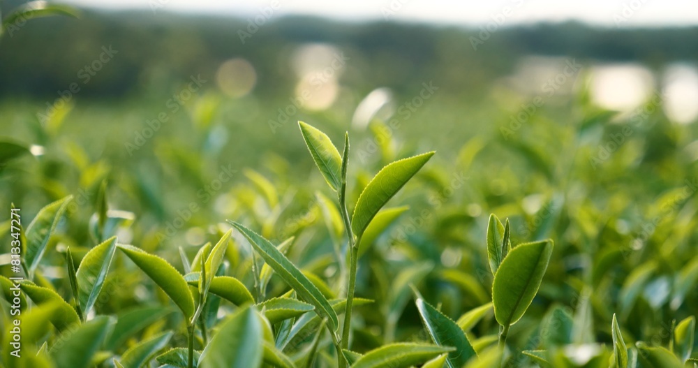Green tea tree leaves field young tender bud herbal Green tea tree in camellia sinensis organic farm. Close up Fresh Tree tea plantations mountain green nature in herbal farm plant background morning Green tea tree leaves field young tender bud herbal Green tea tree in camellia sinensis organic farm. Close up Fresh Tree tea plantations mountain green nature in herbal farm plant background morning