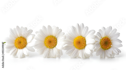 Set of Daisies Isolated on White Background  Beautiful Spring Flowers in Bloom  Floral Arrangement for Decoration  Generative Ai  