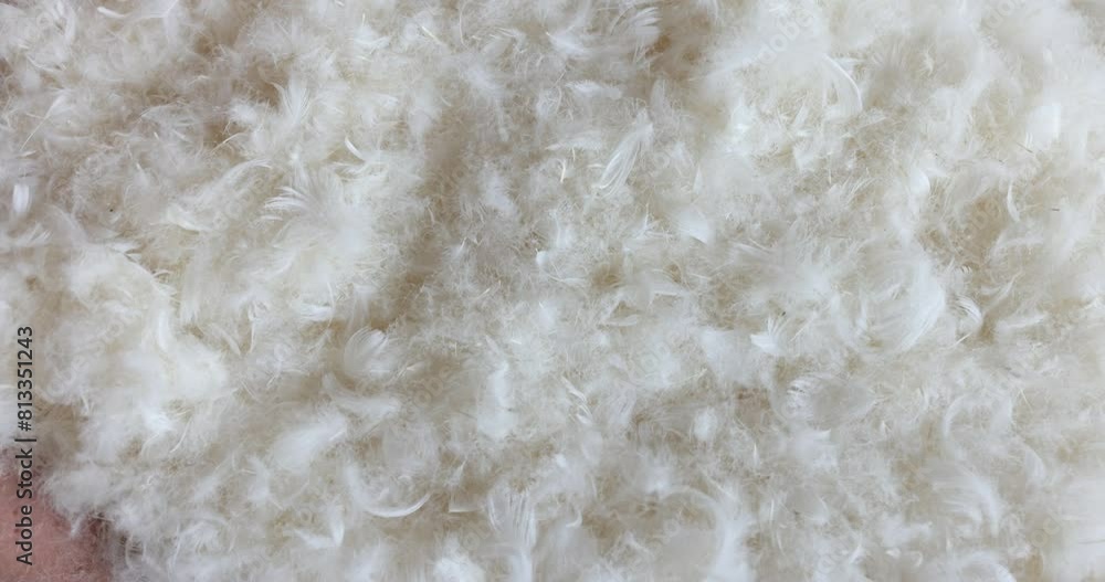 Soft bird feathers from pillow lay scattered across bed Soft bird feathers from pillow lay scattered across bed
