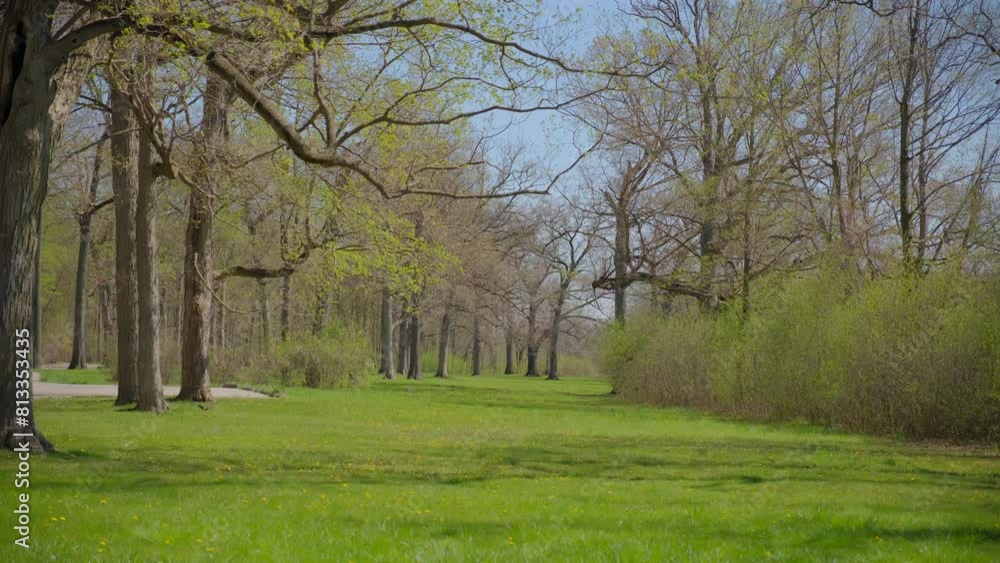 Public park with green grass trees with leaves, spring time Public park with green grass trees with leaves, spring time