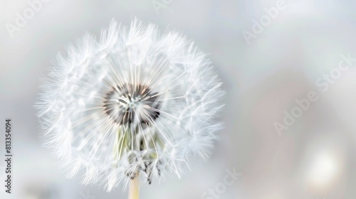 White dandelion close up. Abstract summer nature background