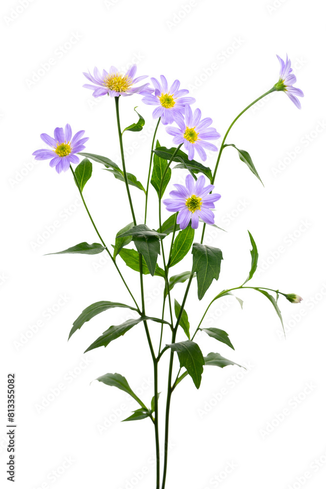 Fototapeta premium ミヤコワスレ Aster savatieri