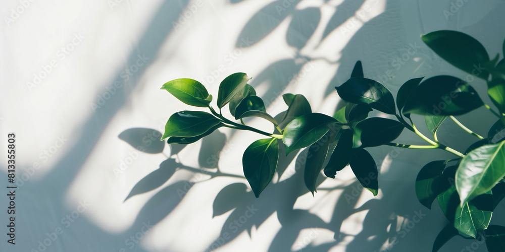 Leaf shadows in sunlight Leaf shadows in sunlight