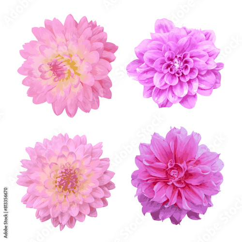 Watercolor Dahlia flower isolated on transparent background. vector illustration.