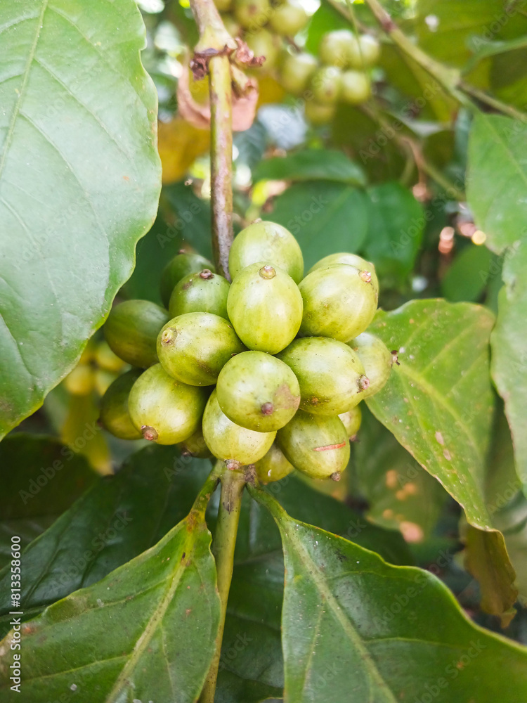 I took a picture of coffee that was not ready to be harvested near my house I took a picture of coffee that was not ready to be harvested near my house