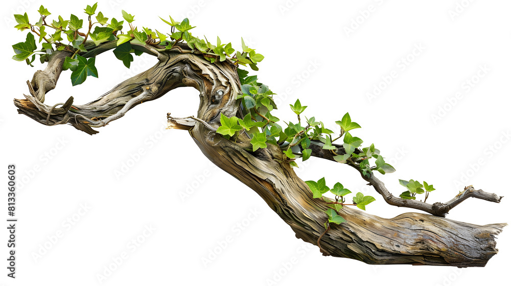 A vivid green creeper winding around an ancient, gnarled tree branch, isolated on transparent background A vivid green creeper winding around an ancient, gnarled tree branch, isolated on transparent background