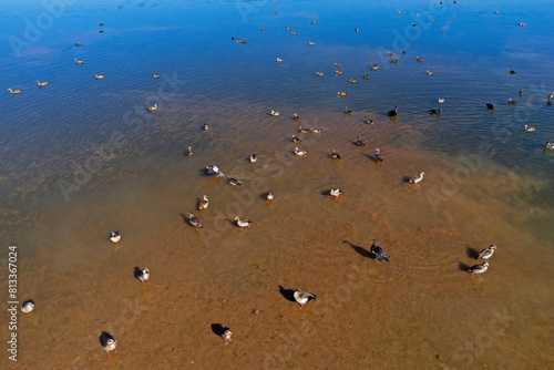 Egyptian geese (Alopochen aegyptiacus) and other waterfowl in shallow water of a pond, southern Africa.