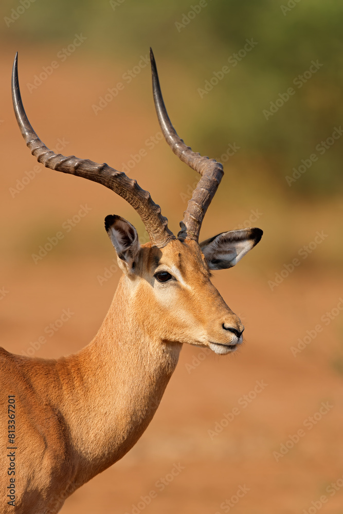 Portrait of a male impala antelope (Aepyceros melampus), Kruger National Park, South Africa. Portrait of a male impala antelope (Aepyceros melampus), Kruger National Park, South Africa.