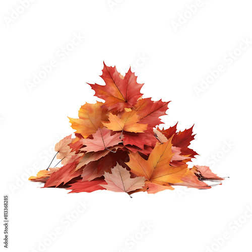 Clear Autumn Maple Leaf Illustrations