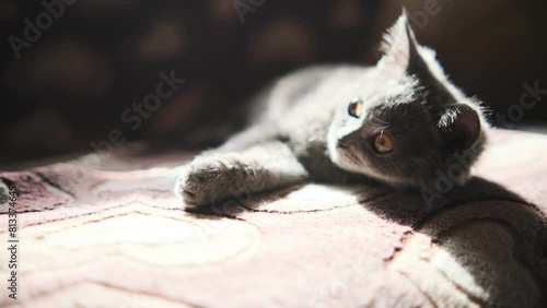 Gray Cat Laying on Top of Bed. A gray cat is resting comfortably on top of a bed in a relaxed position.
