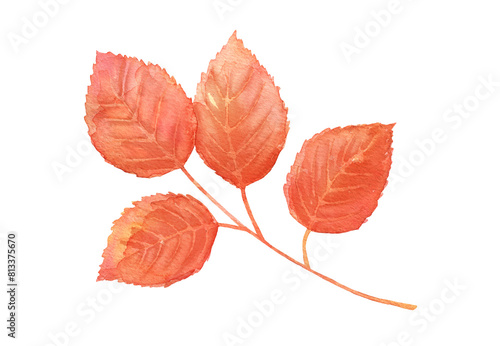 Watercolor fall tree leaves. Hand drawn autumn isolated illustration