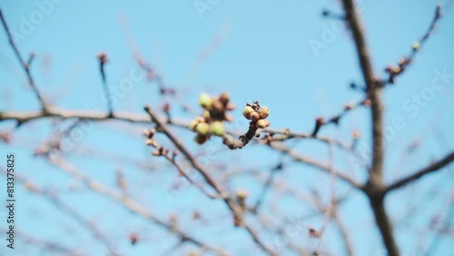 A tree branch with small buds contrasts against the vivid blue sky in this springtime scene