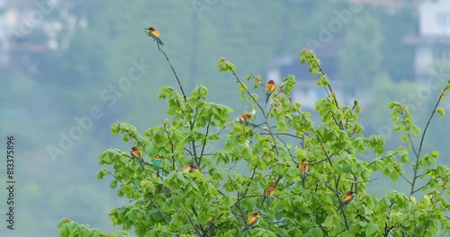 Wildlife - Birds. European Bee-eaters, who like warm climates, establish colonies by making small holes in sand and clay soil walls. They feed on all kinds of flying insects, especially bees.