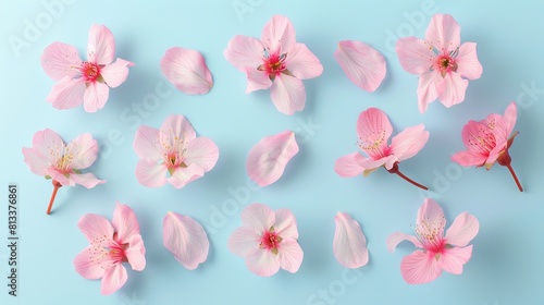 A delicate set of pink cherry blossoms arranged against a soft light blue background, perfect for spring-themed designs.

