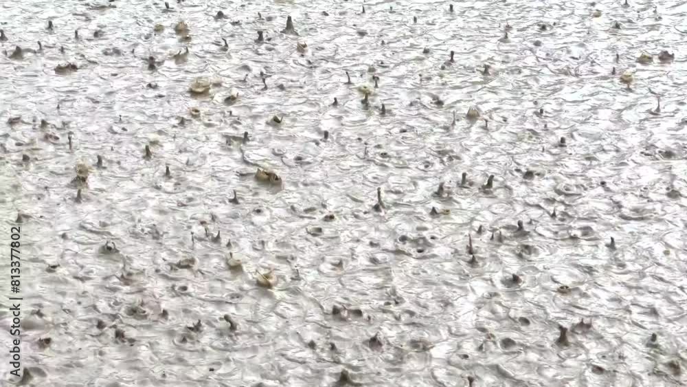 Rain falling in a muddy water puddle leaving litle splashes. Rain falling in a muddy water puddle leaving litle splashes.