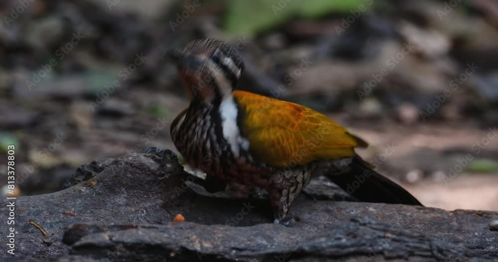 Digging in for some food from the hole of a fallen log, Common Flameback Dinopium javanense, Female, Thailand Digging in for some food from the hole of a fallen log, Common Flameback Dinopium javanense, Female, Thailand
