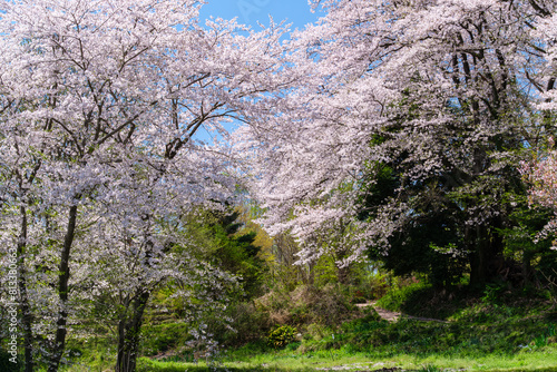 桜と畑