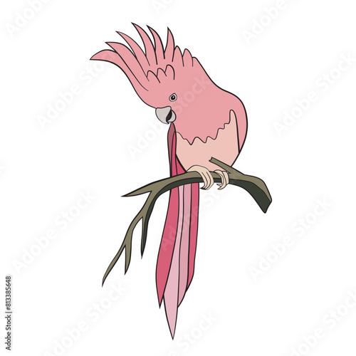 parrot on a branch