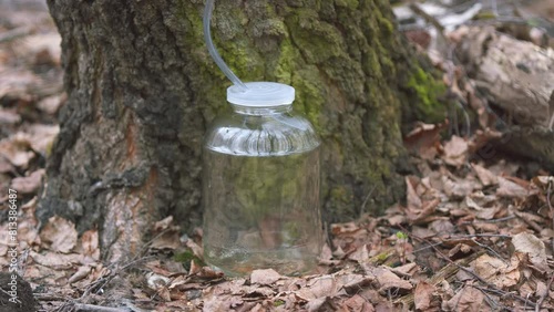 Birch Water Is Sap Directly From Birch Trees. Drink Drips Into A Glass Jar. Collecting Birch Tree Sap In Wild Forest. Steadicam Shot. photo