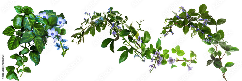 set of seaside creepers with salt-tolerant leaves and clusters of blue flowers, perfect for coastal settings, isolated on transparent background set of seaside creepers with salt-tolerant leaves and clusters of blue flowers, perfect for coastal settings, isolated on transparent background