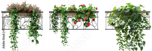 set of urban creepers with robust leaves and small red flowers, covering city railings and balconies, isolated on transparent background