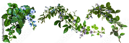 set of seaside creepers with salt-tolerant leaves and clusters of blue flowers, perfect for coastal settings, isolated on transparent background