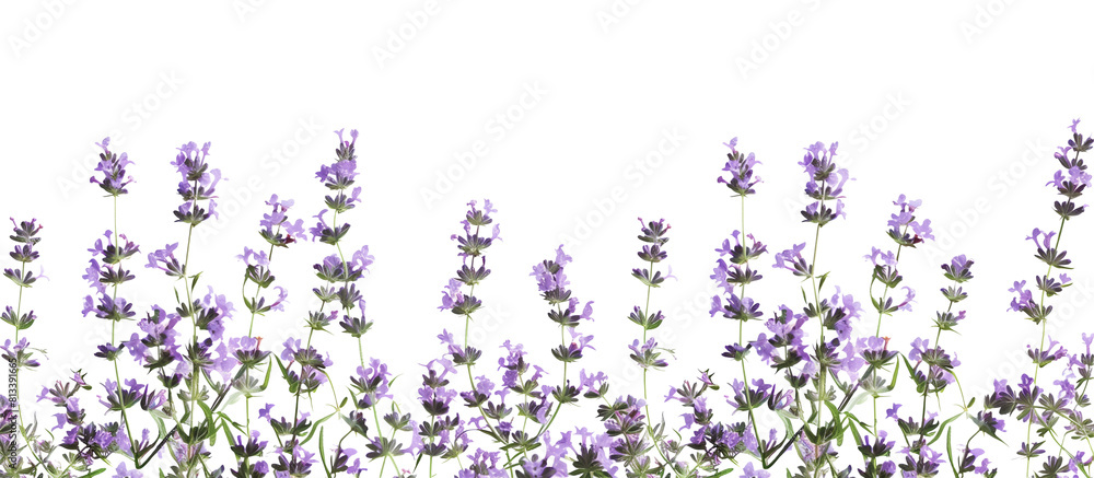 Naklejka premium lavender flowers border, transparent background